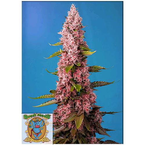SWEET SEEDS - RED HOT COOKIES FEM  - BULK 100 SEMI