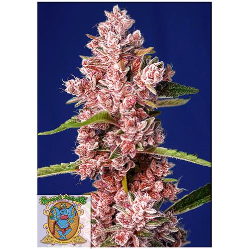 SWEET SEEDS - TROPICANNA POISON FEM - F1 FAST VERSION - 5+2 SEMI
