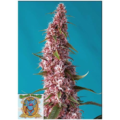 SWEET SEEDS - RED PURE AUTO CBD - 5+2 SEMI