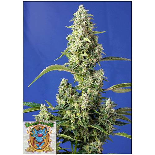 SWEET SEEDS - GORILLA GIRL XL AUTO - 5+2 SEMI