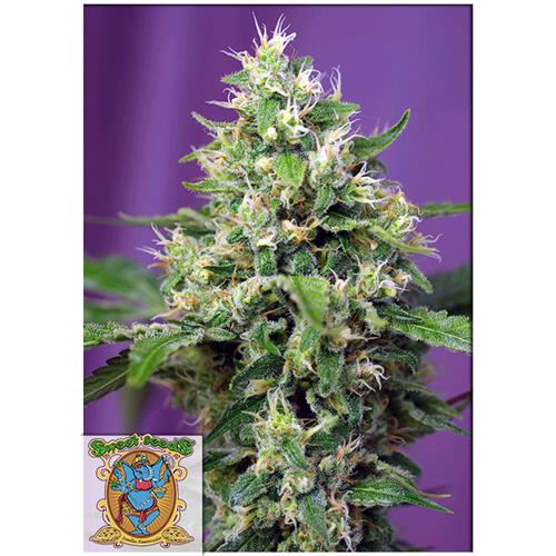 SWEET SEEDS - SWEET AMNESIA HAZE XL AUTO -  5+2 SEMI