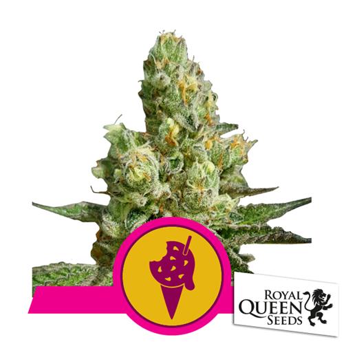 ROYAL QUEEN SEEDS - COOKIES GELATO FEM - 200 SEMI - USA PREMIUM