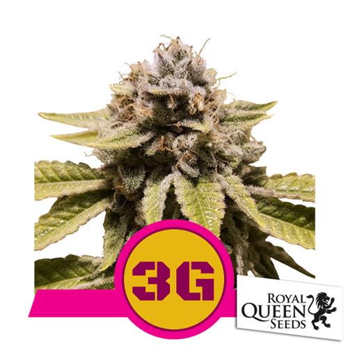 ROYAL QUEEN SEEDS - TRIPLE G FEM - 25 SEMI - USA PREMIUM