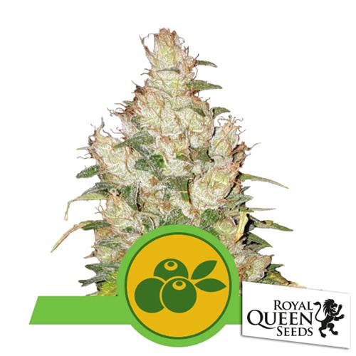 ROYAL QUEEN SEEDS - HAZE BERRY AUTO - 5 SEMI