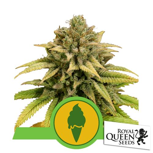 ROYAL QUEEN SEEDS - GREEN GELATO AUTO - 200 SEMI - USA PREMIUM