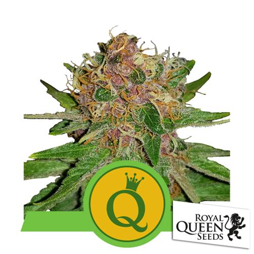 ROYAL QUEEN SEEDS - PURPLE QUEEN AUTO - 10 SEMI - USA PREMIUM