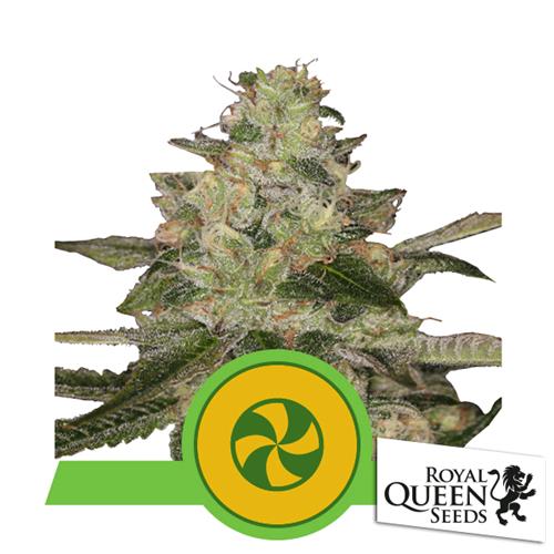 ROYAL QUEEN SEEDS - SWEET ZZ AUTO - 25 SEMI - USA PREMIUM