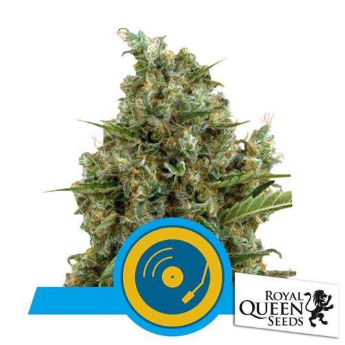 ROYAL QUEEN SEEDS - JOANNE'S CBD FEM CBD - 3 SEMI