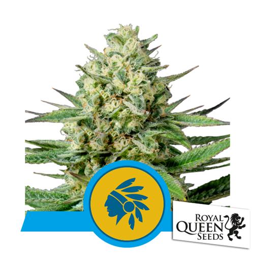 ROYAL QUEEN SEEDS - TATANKA PURE FEM CBD - 5 SEMI
