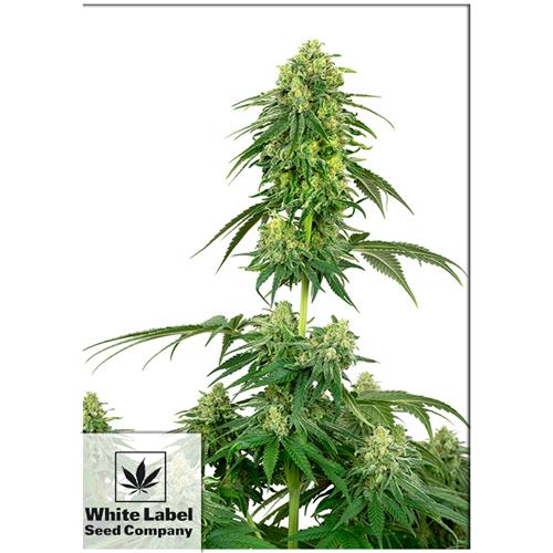 WHITE LABEL - STRAWBERRY KUSH FEM - 1 SEME