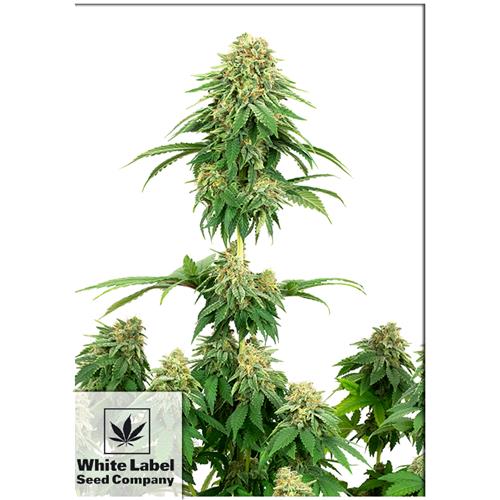 WHITE LABEL - GIRL SCOUT COOKIES FEM - 3 SEMI