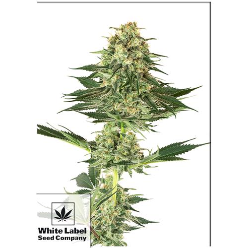 WHITE LABEL - BANANA KUSH FEM - 5 SEMI