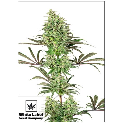 WHITE LABEL - DOUBLE  BANANA KUSH FEM - 10 SEMI