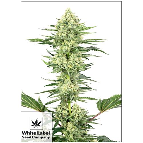 WHITE LABEL - WHITE GORILLA HAZE FEM - 3 SEMI