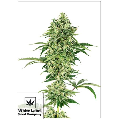 WHITE LABEL - NICOLE HINDU KUSH FEM - 3 SEMI