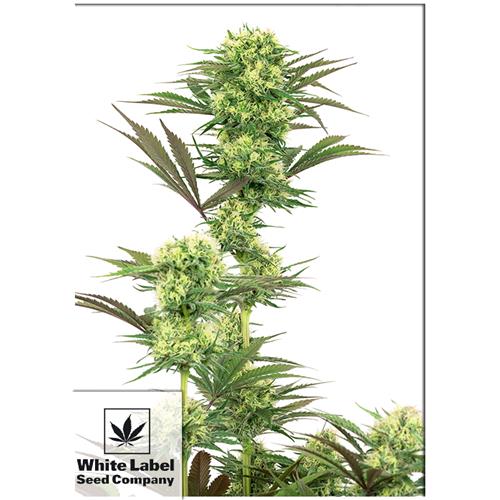 WHITE LABEL - GUAVA JELLY FEM - 5 SEMI