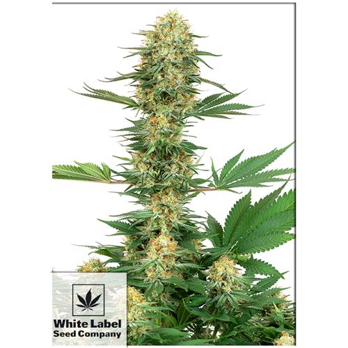 WHITE LABEL - GELATO #420 FEM - 5 SEMI