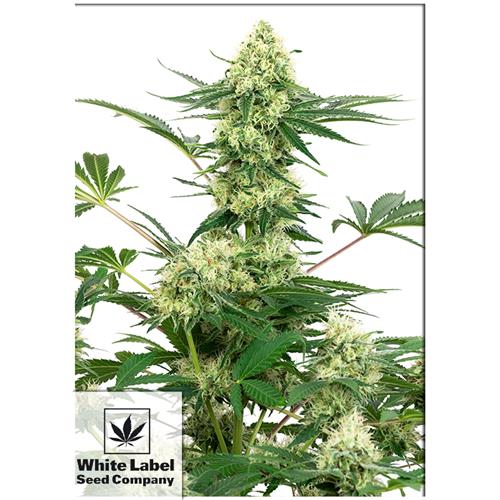 WHITE LABEL - WEDDING CHEESECAKE FEM - 3 SEMI