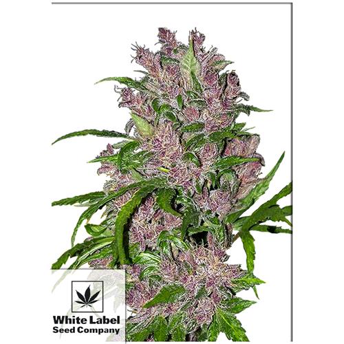 WHITE LABEL - PURPLE BUD AUTOMATICA - 5 SEMI