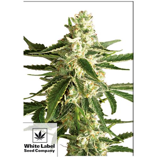 WHITE LABEL - WHITE DIESEL HAZE AUTOMATICA - 1 SEME