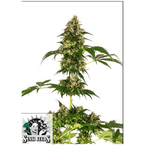 FINO A ESAURIMENTO SCORTE  SENSI SEEDS - COBALT HAZE (EX SENSI#11) - 5 SEMI