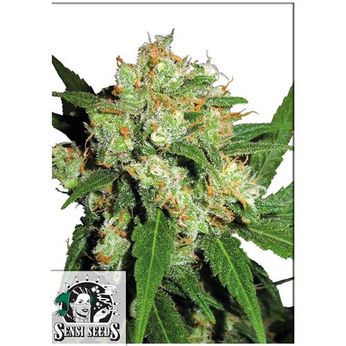 SENSI SEEDS - SENSI SKUNK FEMMINIZZATA - 1 SEME