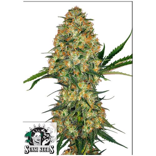 SENSI SEEDS - HINDU KUSH FEMMINIZZATA - 1 SEME