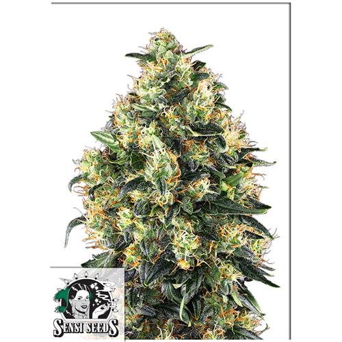 SENSI SEEDS - SUPER SKUNK AUTOMATICA - 1 SEME