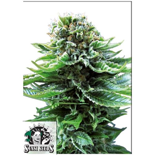 SENSI SEEDS - NORTHERN LIGHTS AUTOMATICA - 1 SEME