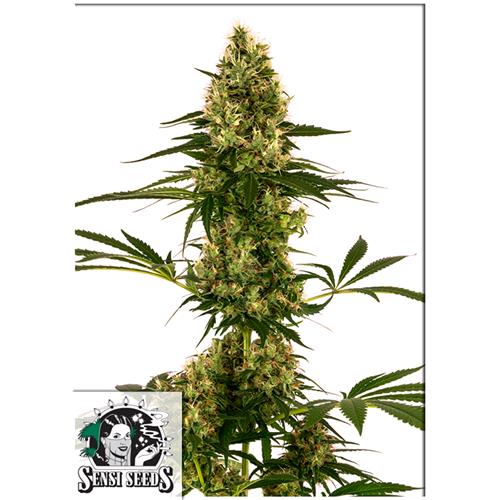 SENSI SEEDS - BLUE BULLET AUTO (EX SENSI #119 AUTO) - 10 SEMI