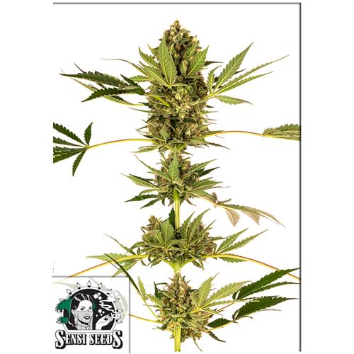 SENSI SEEDS - HIMALAYAN CBD (EX SENSI#49) - 5 SEMI