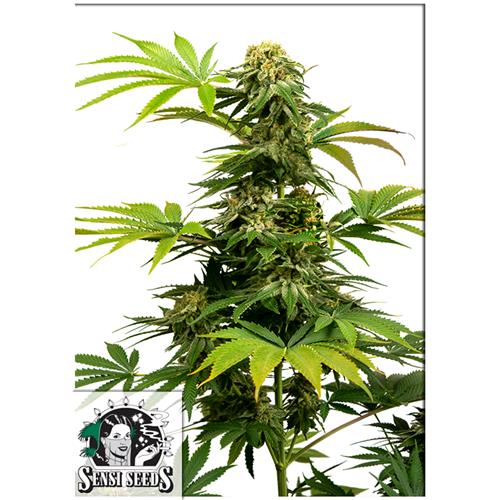 FINO A ESAURIMENTO SCORTE  SENSI SEEDS - BLACK HARLEQUIN (EX SENSI #1318) - 1 SEME