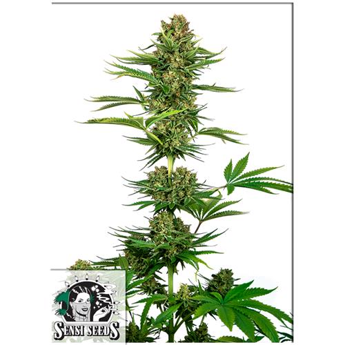 SENSI SEEDS - SATIN BLACK DOMINA CBD (EX SENSI #743) - 3 SEMI