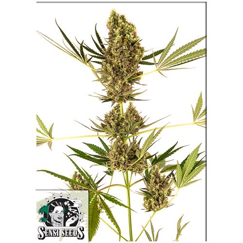 SENSI SEEDS - ALPINE DELIGHT CBD AUTO (EX SENSI #41) - 5 SEMI