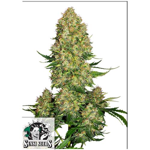 SENSI SEEDS - SKUNK #1 AUTOMATICA - 1 SEME