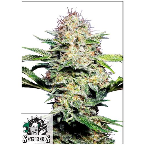 SENSI SEEDS - SENSI SKUNK AUTOMATICA - 1 SEME