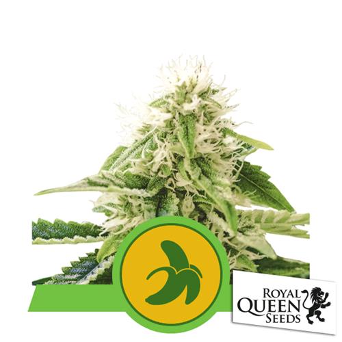 ROYAL QUEEN SEEDS - FAT BANANA AUTO - 25 SEMI - USA PREMIUM