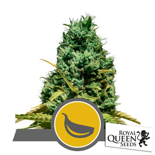 ROYAL QUEEN SEEDS - GARLIC MIST REG - 10 SEMI