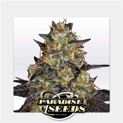 PARADISE SEEDS - EL DORADO OG FEM - 3 SEMI