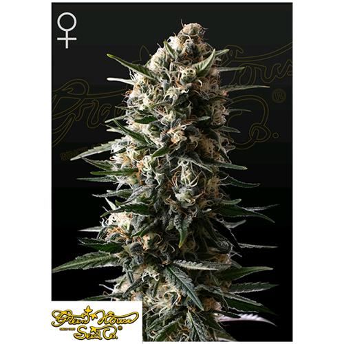 GREEN HOUSE - BUBBA SLUSH FEM - 10 SEMI