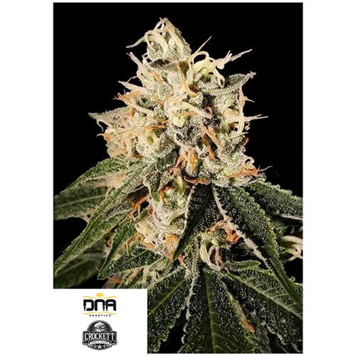 DNA GENETICS - SOUR JUICE REG  - 12 SEMI