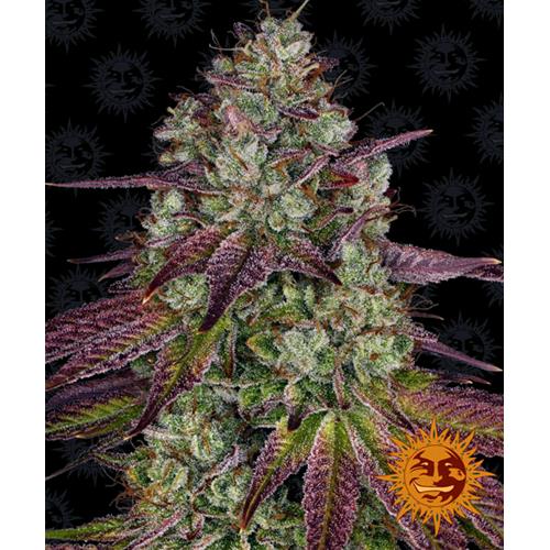 BARNEY'S FARM - MIMOSA EVO FEM - 10 SEMI