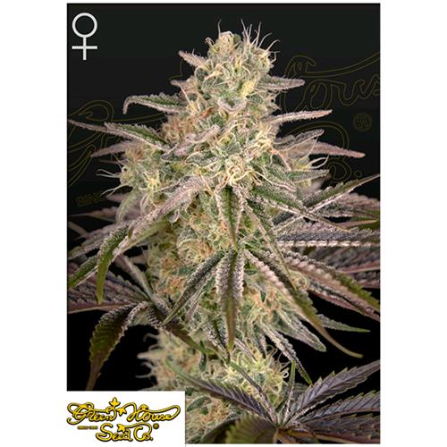 GREEN HOUSE - CLOUD WALKER FEM - 10 SEMI