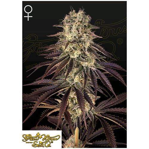 GREEN HOUSE - KONG'S KRUSH - 10 SEMI