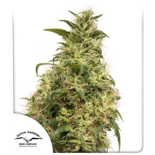 DUTCH PASSION - THC VICTORY  FEMMINIZZATA - 10 SEMI