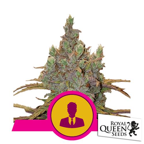 ROYAL QUEEN SEEDS - EL PATRON  FEM - 5 SEMI