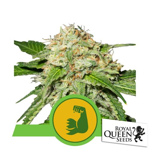 ROYAL QUEEN SEEDS - HULKBERRY AUTO - 25 SEMI - USA PREMIUM