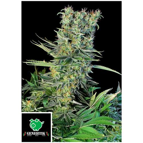 GENEHTIK - AMNESIA BILBO - 5 SEMI