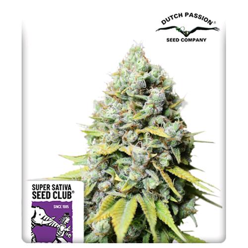 SUPER SATIVA SEED CLUB - KOSHER HAZE - REGOLARE -  12 SEMI