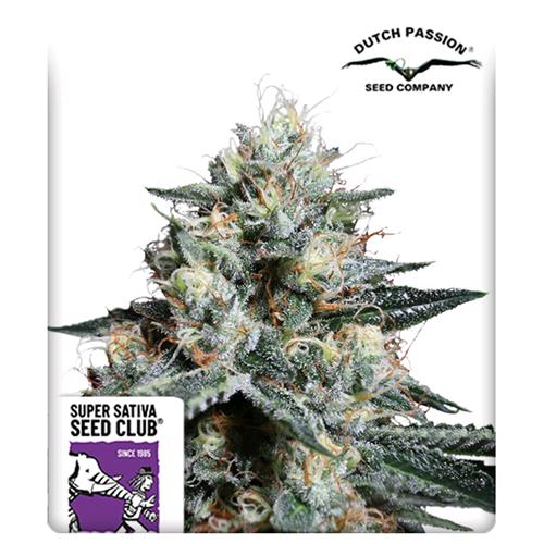 SUPER SATIVA SEED CLUB - LAVA FREEZE - 8 SEMI
